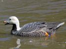 Emperor Goose (WWT Slimbridge September 2013) - pic by Nigel Key